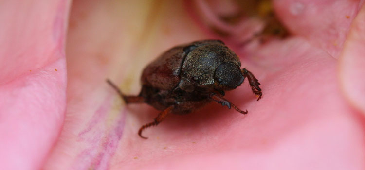 Garden chafer beetle
