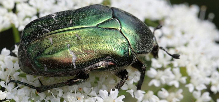 Adult chafer beetle