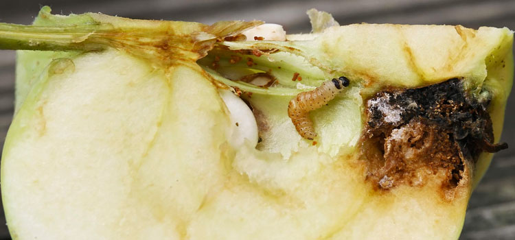 Codling moth larva in apple