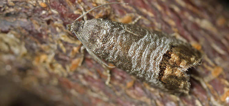 Codling moth on bark