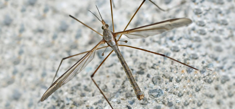 Cranefles (daddy longlegs) lay eggs in lawns and flowerbeds
