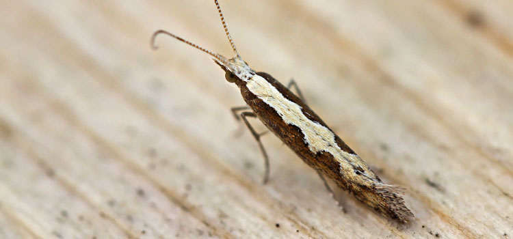 Diamondback moth