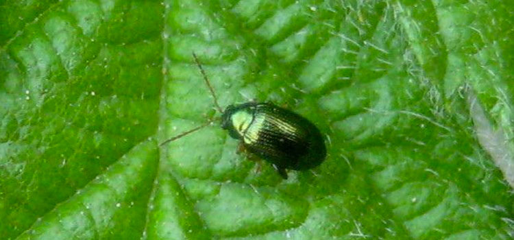 Adult flea beetle