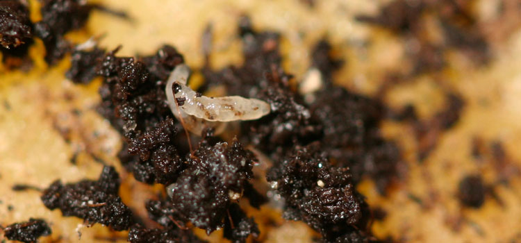 Fungus gnat larvae feed on the roots of potted plants