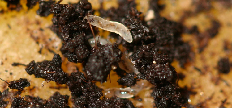 Fungus gnat larvae