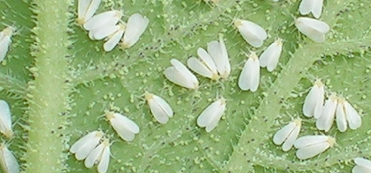 Greenhouse whiteflies feed on the undersides of leaves