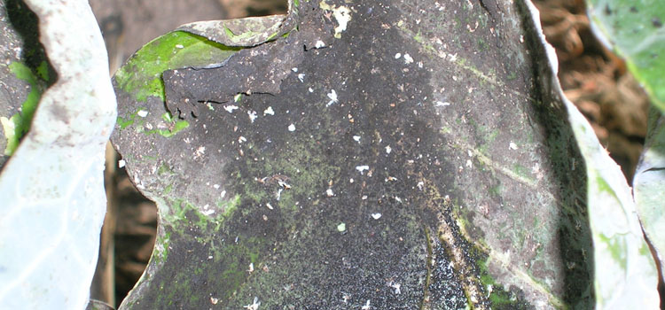 Sooty mould can grow on the 'honeydew' produced by whiteflies