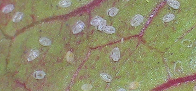 Adult whitefly leave empty pupal cases behind