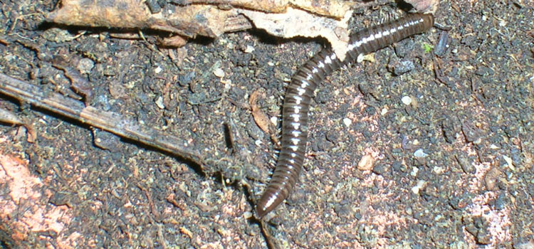 Millipedes can damage plant tissue