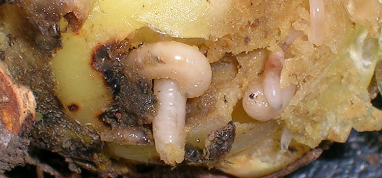 Onion fly larvae burrow into plant roots
