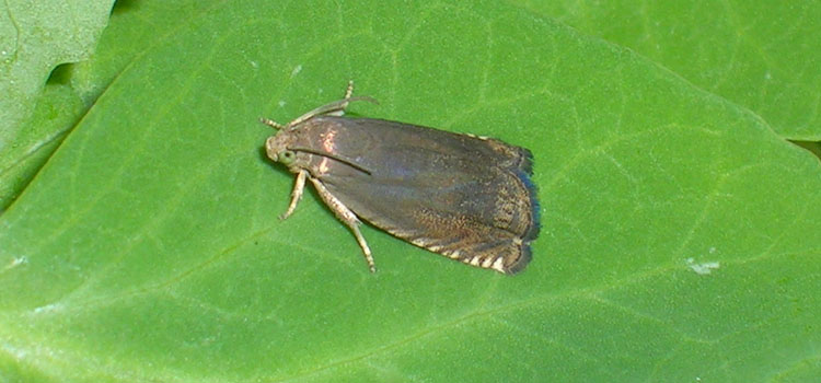 Pea moths lay eggs on young pea pods