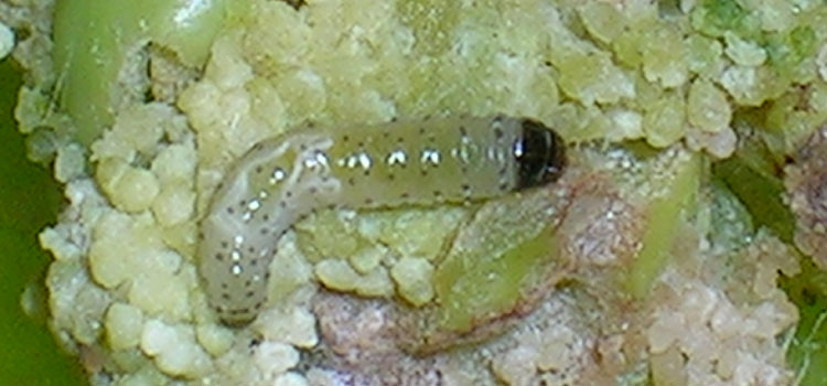 Pea moth larva