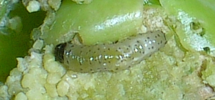 Pea moth larvae burrow into immature peas to feed