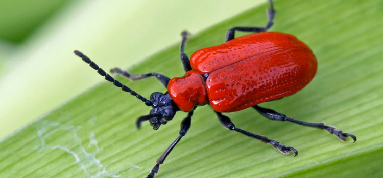 Red lily beetle