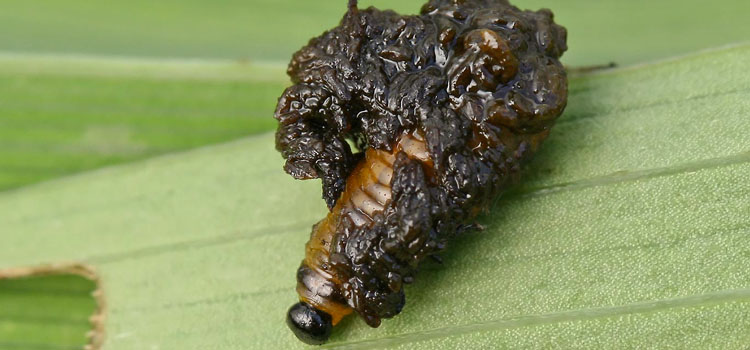 Larvae are usually covered in their own excrement