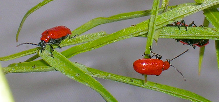 Red lily beetles mate in the spring