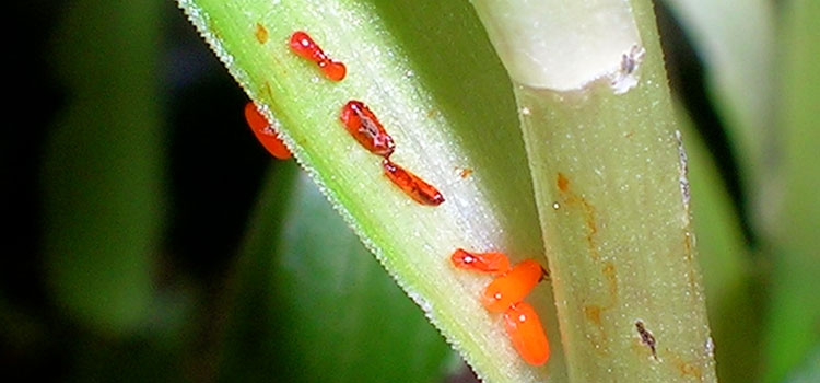 Red lily beetles lay clusters of eggs on the undersides of new leaves 