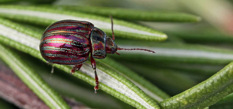 Rosemary leaf beetle