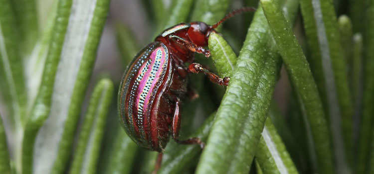 Rosemary leaf beetle