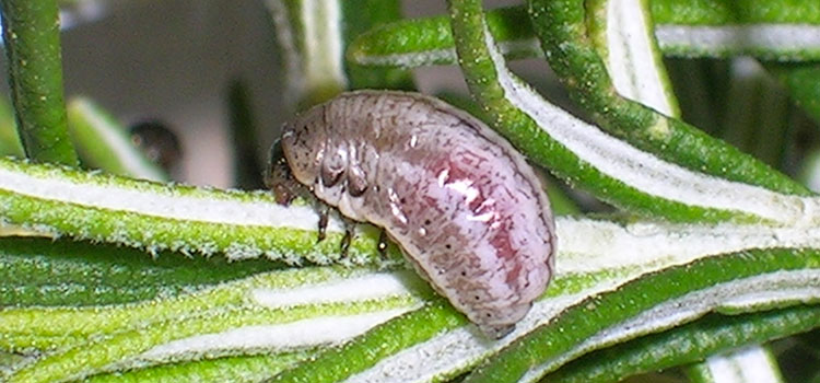 Rosemary leaf beetle larva