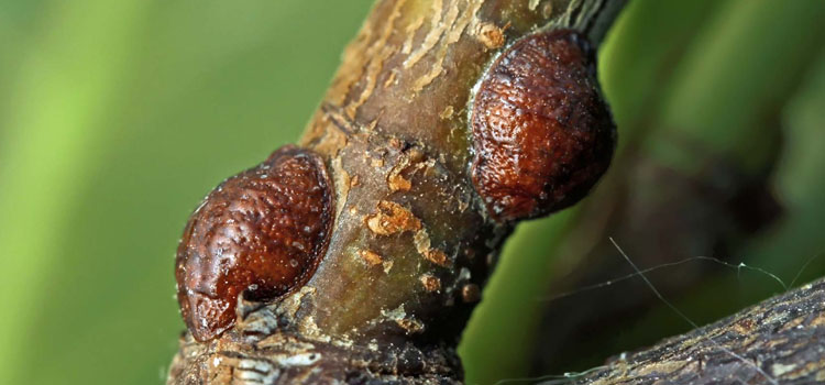 Scale insects 