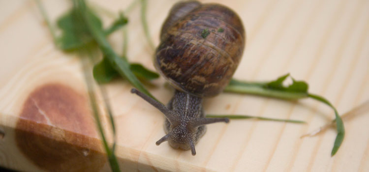 Snails feed on a wide range of tender plants and seedlings