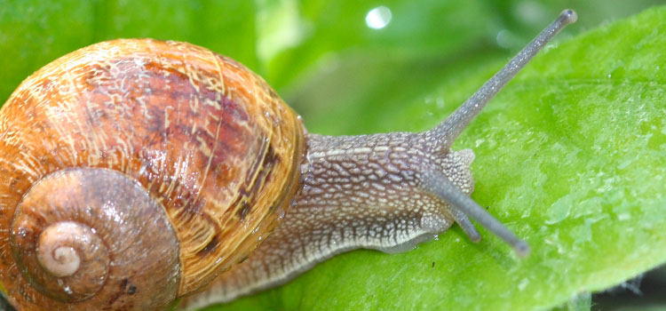 Garden snail 
