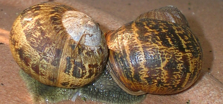 Snails mating