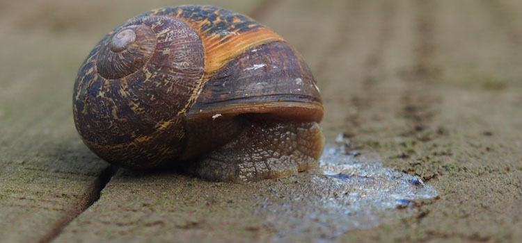 Snails leave a trail of slime behind them