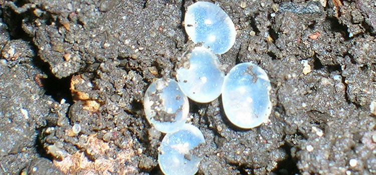 Snail eggs are laid in spring and autumn