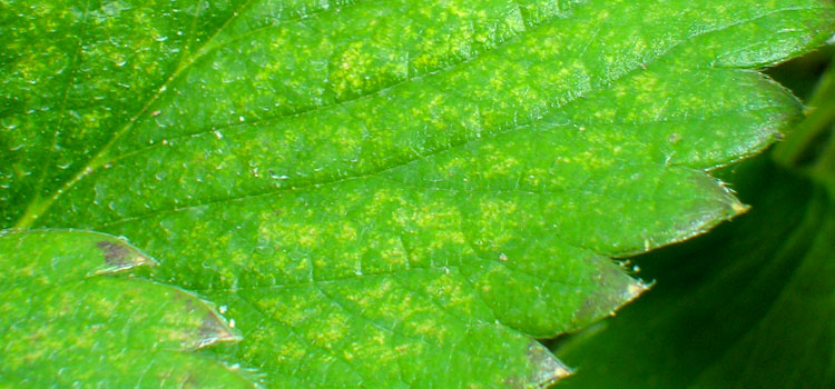 Red spider mites leaf damage