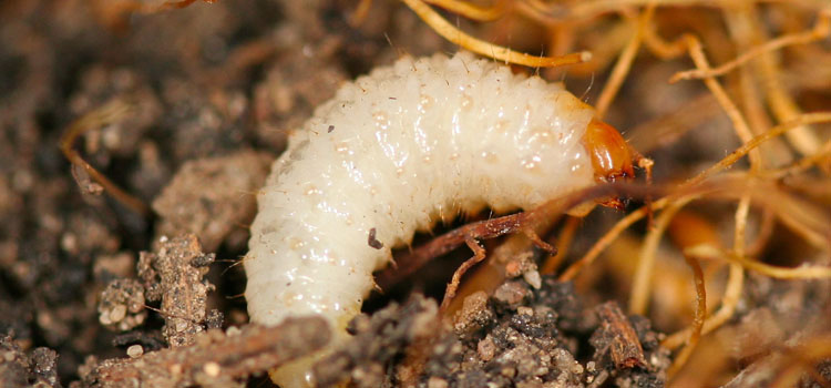 Vine weevil larvae live underground and feed on plant roots