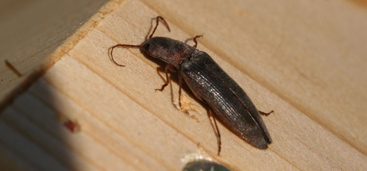 Click beetle (adult wireworm)