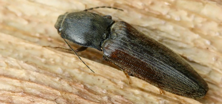 Click beetle (adult wireworm)