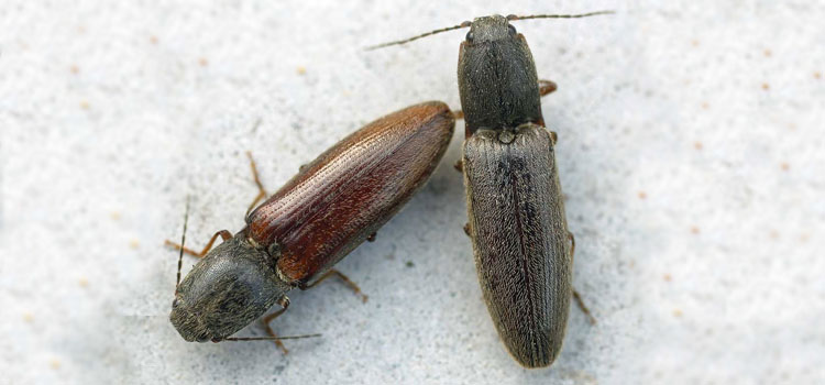 Click beetles (adult wireworms)