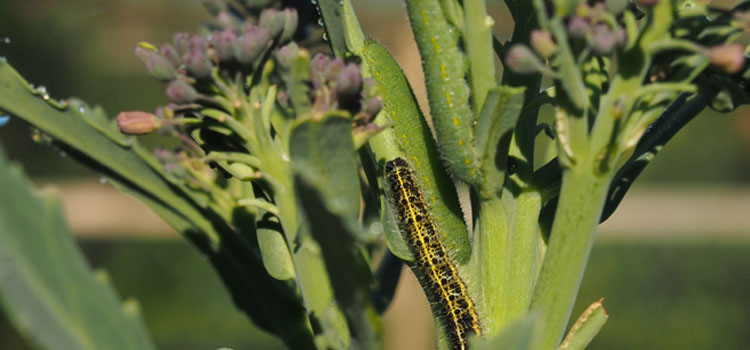 Small cabbage white butterfly caterpillars are better camouflaged than the yellow and black larvae of large cabbage white butterflies.