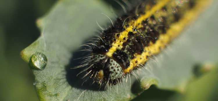 Large cabbage white butterfly larva