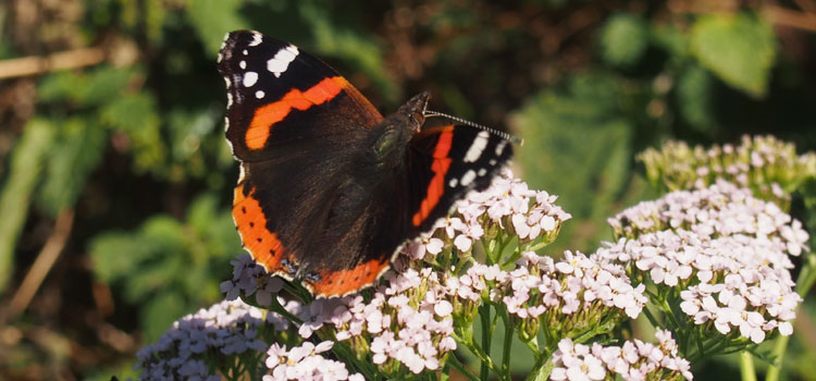 Red admiral butterfly on yarrow