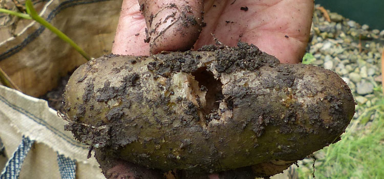 Slug-damaged potato tuber