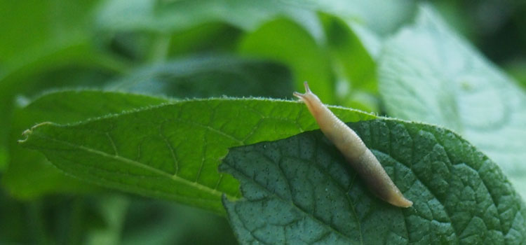 Slug on a potato leaf