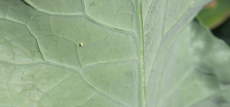 Small cabbage white butterfly egg on a broccoli leaf