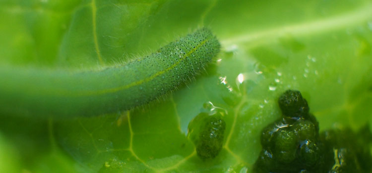 Small cabbage white caterpillar with 'frass' (excrement)