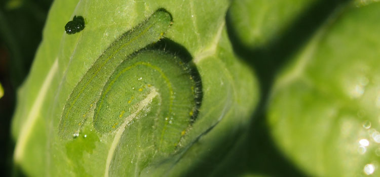 Small cabbage white butterfly caterpillars