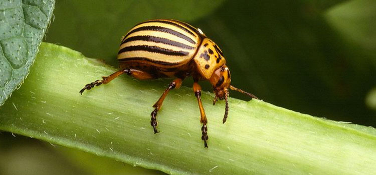 Adult Colorado potato beetles are about the size of a fingernail