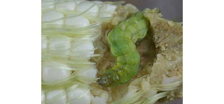 Green corn earworm