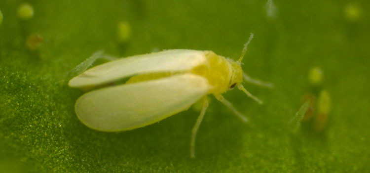 Tobacco whitefly is a different bemisia species (smaller, less moth-like)