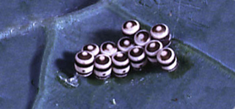 Harlequin bug eggs