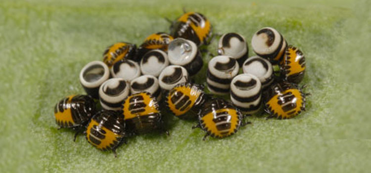 Harlequin bug eggs and nymphs
