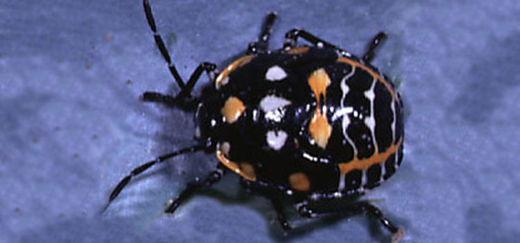 Harlequin bug nymph 