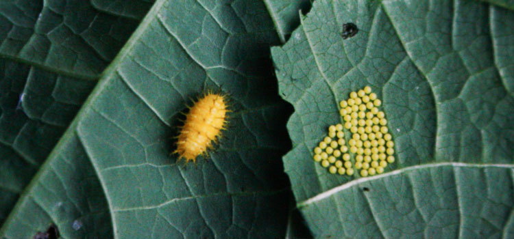 Mexican bean beetle larva and eggs